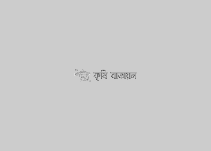 নিচু এলাকার জন্য উত্তম ফসল ভাসমান সবজি চাষ