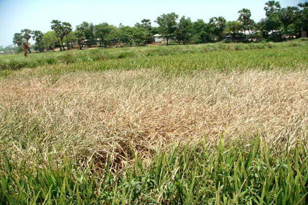 ধানের বাদামী গাছ ফড়িং  এর ক্ষতি থেকে রক্ষা পেতে হলে