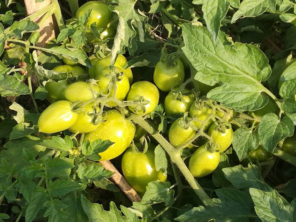 ফেরোমন ট্র্যাপ এর মাধ্যমে নিরাপদ সবজি উৎপাদন