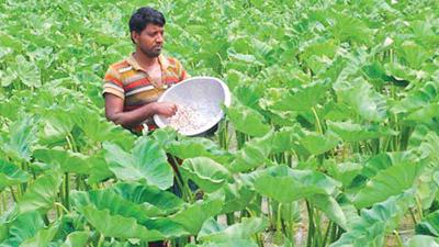 cultivation method of latiraj kochu