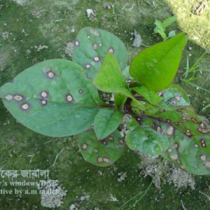 পুইশাকের পাতার দাগরোগ