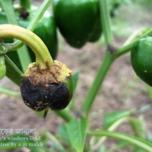 মিষ্টি মরিচের এনথ্রাকনোজ রোগ
