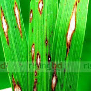 লিফ ব্লাষ্ট