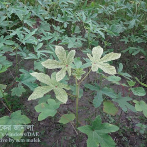 ঢেঁড়শের শিরার স্বচ্ছতা রোগ