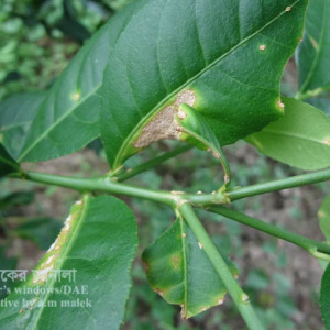 লেবুর ক্যাংকার রোগ