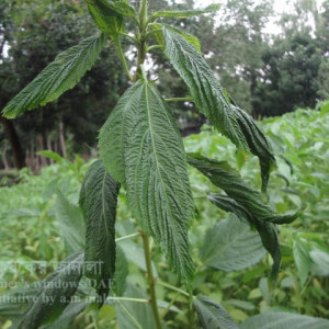 পাটের মাকড়