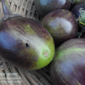 বেগুনের ডগা ও ফল ছিদ্রকারী পোকা