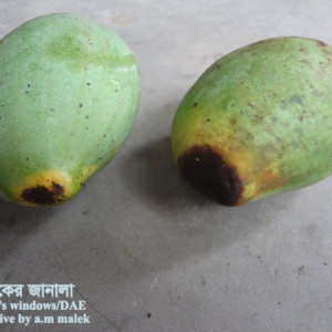 আমের কাল আগা রোগ