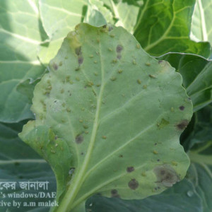 বাঁধাকপির জাব পোকা