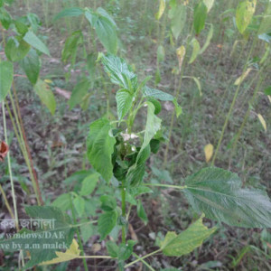 পাটের কুশন স্কেল পোকা