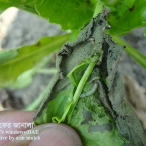 সুগারবিট ক্যাটারপিলার