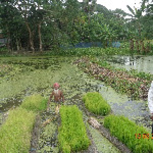 ভাসমান বেডে ধানের বীজতলা